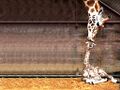 Giraffe Kiss.jpg