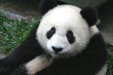 Panda Cub from Wolong, Sichuan, China.jpg